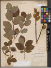 Foto von Salix caprea L.
